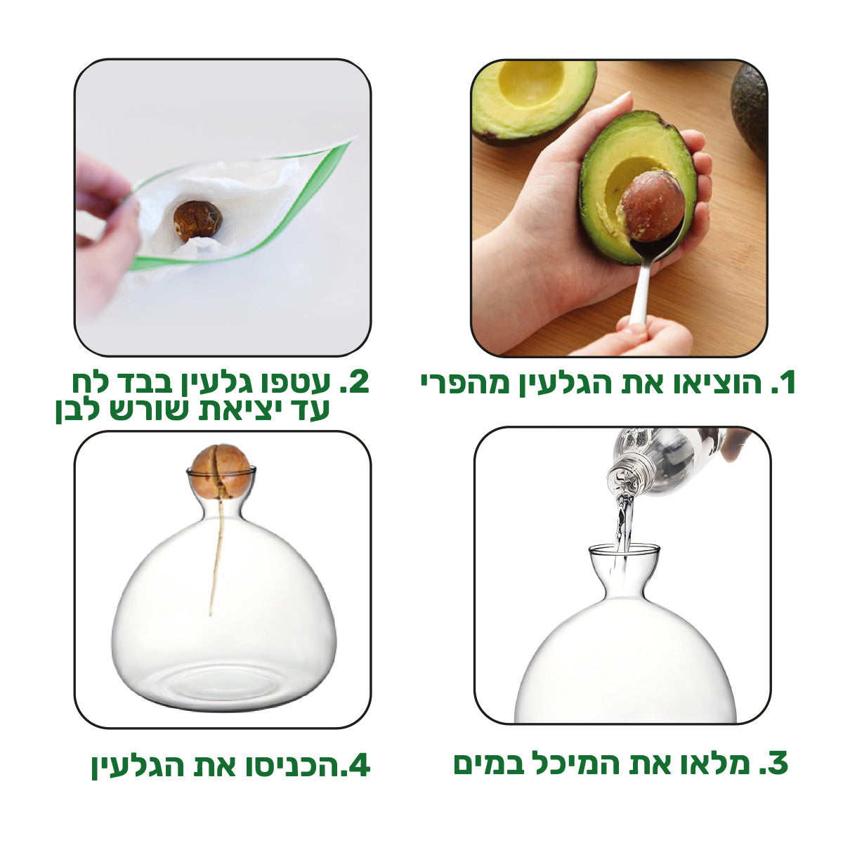 מעמד זכוכית לגידול גלעין אבוקדו Vivo