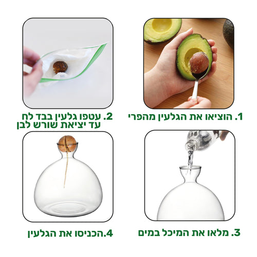 מעמד זכוכית לגידול גלעין אבוקדו Vivo