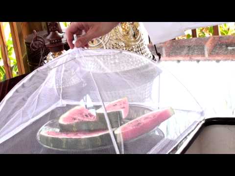 רשת מתקפלת להגנה על אוכל מפני זבובים